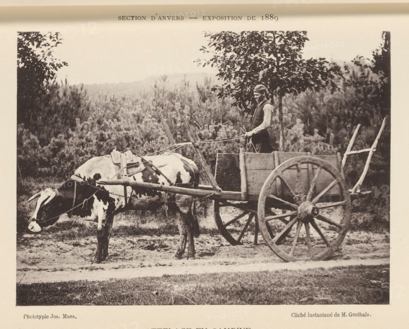 Man with ox cart, Kempen, Attelage and Campine, page, photomechanical print, inscription: 'Section d'Anvers - Exposition de 1889', photographer: Ernest Goethals, Kempen (Belgium), cliché maker: Joseph Maes, printer (person): Joseph Maes, Antwerp, c. 1883 - in or before 1888, Ernest Goethals, Joseph Maes, photographer, cliché maker, printer (person), paper, collotype, photoprint, height 115 mm x width 156 mm, Print on unnumbered page., two-wheeled vehicle drawn by one animal, A black and white scene showing a man standing beside a wooden cart with large spoked wheels, holding reins attached to a harnessed cow in front of the cart; the cow has a patterned coat and lowered head, and the cart has a simple wooden box and framework; the background shows a field with dense foliage and trees and a tree with leaves partially overhanging near the man; the ground beneath is a dirt path and grass.