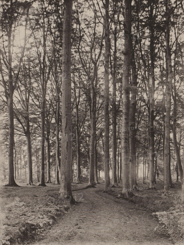 Sous-bois, Road in a deciduous forest, page, photomechanical print, inscription: 'Section d'Anvers - Exposition de 1889', photographer: Léon Keusters, cliché maker: Joseph Maes, printer (person): Joseph Maes, Antwerp, c. 1883 - in or before 1888, Léon Keusters, Joseph Maes, photographer, cliché maker, printer (person), paper, collotype, photoprint, height 150 mm x width 113 mm, Print on unnumbered page., forest, wood, forest path or lane, trees, A vertical monochrome photograph shows a forest scene with tall, straight tree trunks extending upward and a dense network of bare and leafy branches forming a canopy; a dirt path winds from the foreground into the trees, flanked by patches of low vegetation and exposed roots, and light filters through gaps between trunks creating a range of soft tones across the ground and foliage.