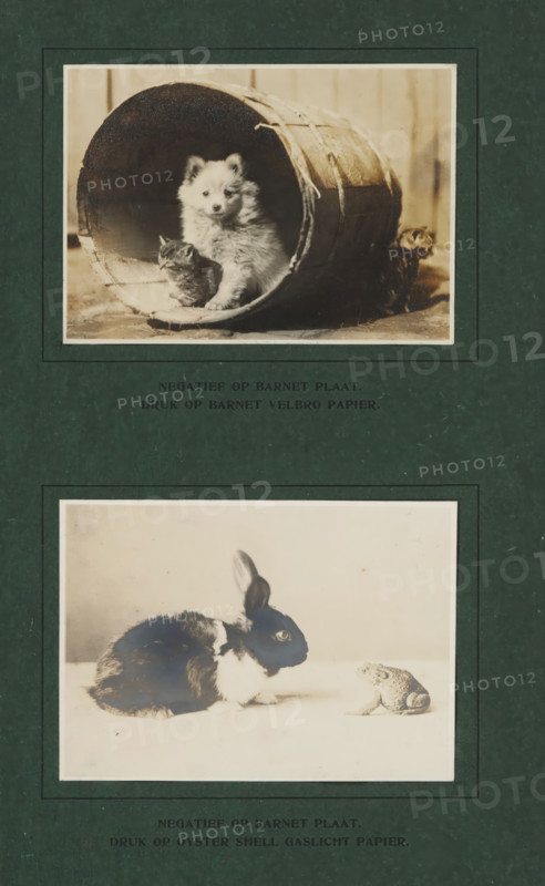 Rabbit opposite frog, photograph, page, inscription: 'NEGATIVE ON BARNET PLATE., PRINT ON OYSTER SHELL GASLIGHT PAPER.', c. 1909 - in or before c. 1914, photographer, paper, baryta paper, gelatin silver print, gelatin silver developing print, height 70 mm x width 99 mm, rodents: rabbit, tailless amphibians: frog, A dark green textured page with two mounted sepia-toned photographs framed by thin light borders; the top photograph shows a fluffy light-colored puppy sitting inside a large round wooden barrel with a small tabby kitten beside it and another kitten partially visible outside the barrel, and the bottom photograph shows a dark-and-white rabbit facing a small textured toad on a light surface.
