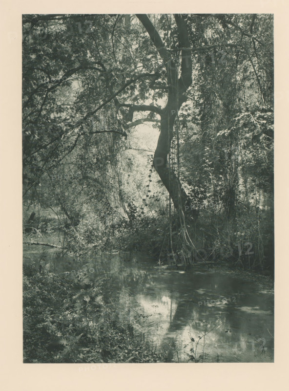 River in the Tempedal in Thessaly, Vallée de Tempé, page, photomechanical print, photographer: Frédéric Boissonnas, Tempedal, cliché maker: Meisenbach, Riffarth & Cie., Berlin, c. 1905 - in or before 1910, Thessaly, paper, photoaquatint, height 290 mm x width 210 mm, Photo on page 108., river, A tall tree with a twisted trunk and sprawling branches dominates the center of the image, its trunk partially draped with long hanging vines and surrounded by dense foliage. Leaves and branches form a layered canopy that casts dappled light and shadow over the scene, while a calm, reflective body of water runs along the lower portion of the image, mirroring parts of the vegetation. Underbrush and ferns cover the ground near the water’s edge, and slender stems and small plants rise from the water and shoreline, adding texture to the foreground. The overall scene is framed by additional trees and dense vegetation on either side, creating a secluded, shaded appearance.