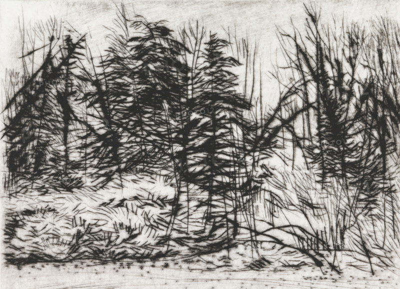 Naaldbos, print, Naaldbos., signature: 'KEES STOOP', printmaker: Kees Stoop (signed by artist), 1944 - c. 1990, paper, drypoint, height 200 mm x width 247 mm, height 110 mm x width 149 mm, forest, wood, A monochrome image showing dense, dark, spiky foliage and slender trunks against a lighter background, with layered clusters of needle-like branches and thin vertical lines suggesting tall, narrow stems; the lower area contains scattered, short, slanted marks and tangled, linear textures that resemble undergrowth and ground cover, while the upper area is lighter with faint horizontal and diagonal scratches, creating contrast between the dark, textured plant forms and the pale surrounding space.