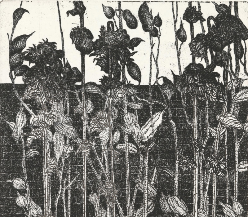 Vegetation in front of a wall, print, Vegetation in front of a wall., inscription: '1e STAAT', signature: 'KEES STOOP', printmaker: Kees Stoop (signed by artist), 1944 - c. 1990, paper, etching, height 175 mm x width 250 mm, height 148 mm x width 165 mm, plants and herbs, A high-contrast black-and-white image showing vertical plant stems rising from a dark horizontal ground, with a dense arrangement of leaves and flower heads at the top of the stems; leaves vary in shape with elongated, pointed, and slightly curved forms, many showing ribbed or veined textures, and flower heads appear rounded and clustered with layered petals or bud-like forms; the background above the horizon is light and speckled, creating silhouette-like outlines of the stems and foliage against it.