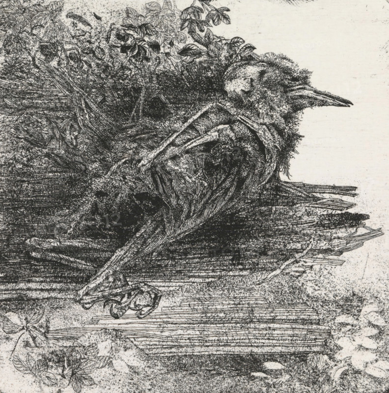 Dead bird, print, Dead, decomposing bird., date: ''79', signature: 'KEES STOOP', inscription: '1e STAAT', print maker: Kees Stoop (signed by artist), c. 1975 - in or before 1977, Kees Stoop, printmaker, paper, etching, height 185 mm x width 180 mm, height 147 mm x width 147 mm, birds (dying animal, death of animal, dead animal), A detailed black and white etching showing a dense cluster of feathers, twigs, and foliage forming the shape of a lumpy bird-like form lying on a textured surface, with a long pointed beak extending to the right, layered plumage and tangled stems across the body, visible clawed toes and intertwined roots beneath, and scattered leaves and delicate vegetation around the edges, rendered in fine cross-hatched lines and stippled shading against a lightly mottled background.