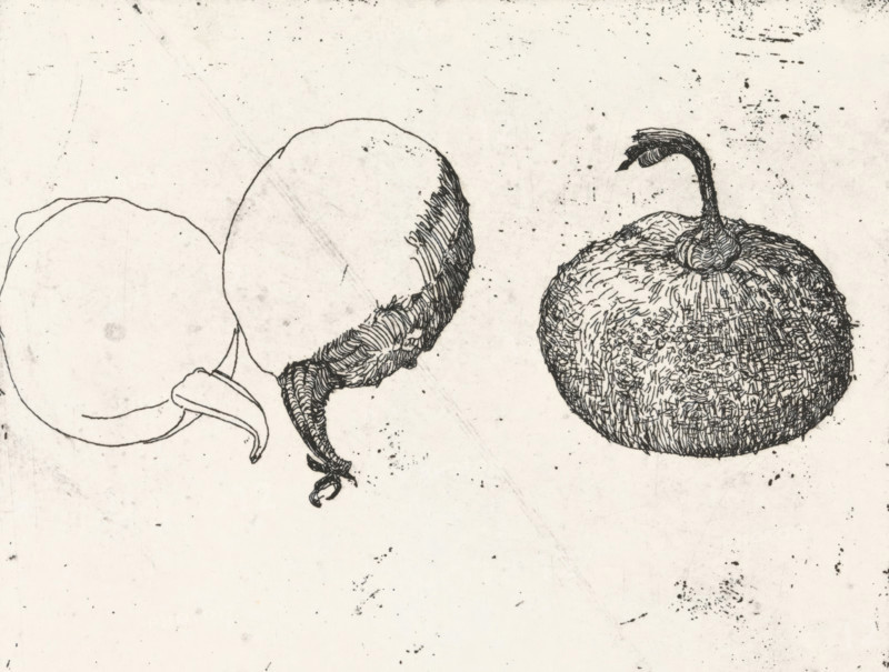 Gourds, print, Two gourds, one in half., signature: 'KEES STOOP', printmaker: Kees Stoop (signed by artist), 1944 - c. 1990, paper, etching, height 160 mm x width 228 mm, height 120 mm x width 143 mm, fruits: gourd, A black ink drawing on a pale background shows three round fruit-like forms arranged horizontally, each outlined and shaded with fine crosshatching and short strokes; the leftmost form is a simple outlined circle with a curved stem attached, the central form has heavier textured shading along one side and a twisted, knotted tail-like stem, and the rightmost form is densely textured with short marks across its surface and a curved elongated stem rising from its top; small ink speckles and smudges are scattered across the background.