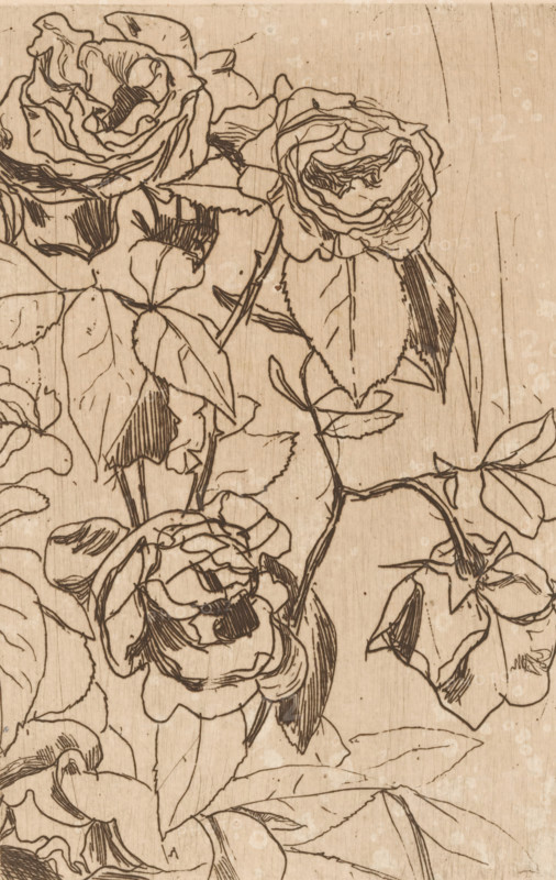 Roses (original title), print, printmaker: Floris Verster, 1891, paper, etching, drypoint, intaglio printmaking technique, height 180 mm x width 118 mm, flowers: rose, A sepia-toned line drawing of blooming roses with overlapping petals and visible veins, surrounded by stems and pointed leaves, rendered with fine dark ink lines on a textured wooden or paper-like background.
