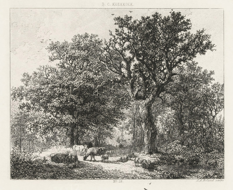 Forest scene with cattle, print, Series number, 28, printmaker: Johannes Arnoldus Boland, Amsterdam, after design by Barend Cornelis Koekkoek, c. 1860 - c. 1900, paper, chine collé, etching, etching on chine collé, height 145 mm x width 180 mm, forest, wood, A detailed black and white etching of a wooded scene dominated by large, textured trees with dense, intricate foliage and twisting branches, under a sky with subtle line shading and a few small birds; a shaded path or clearing runs through the center beneath the trees where a flock of sheep grazes and stands in various poses, some clustered and some separated, while low undergrowth and bushes fill the foreground and sides, and finer lines create depth and distant trees receding into the background.