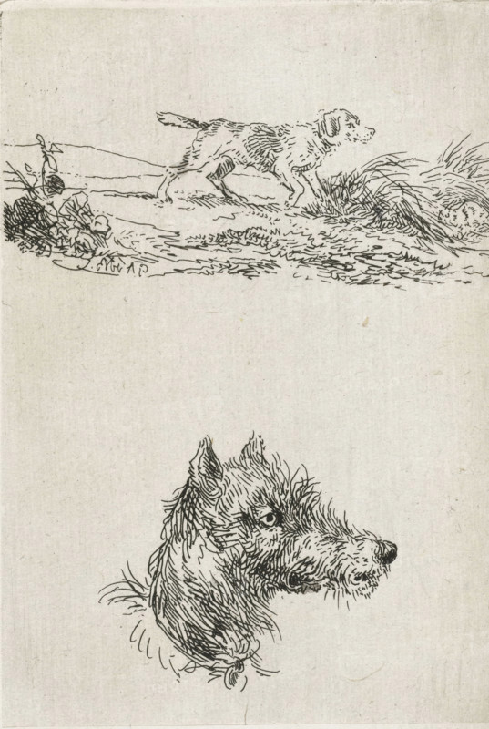 Dog's head and dog in landscape, print, printmaker: Guillaume Anne van der Brugghen, Netherlands, after design by Guillaume Anne van der Brugghen, c. 1856, Guillaume Anne van der Brugghen, printmaker, paper, chine collé, etching, etching on chine collé, height 112 mm x width 77 mm, dog, A vertically oriented sketch on textured paper showing two separate pen drawings of dogs; near the top a profile of a dog in a walking stance amid short grasses and low plants, rendered with thin, sketchy lines and fur details, and lower on the page a detailed head-and-neck study of a dog turned three-quarters with visible whiskers, textured fur, erect ears, and a collar, all drawn in fine, crosshatched ink lines against an otherwise blank background.
