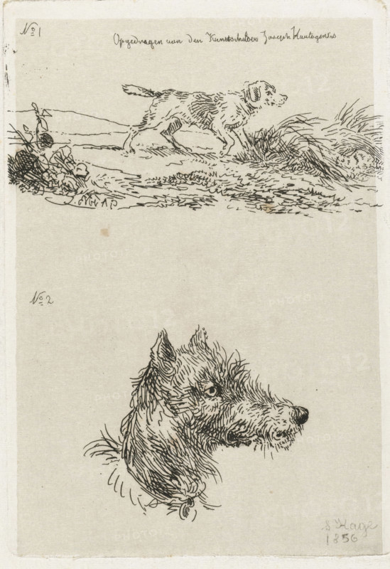 Dog's head and dog in landscape, print, printmaker: Guillaume Anne van der Brugghen, The Hague, after design by Guillaume Anne van der Brugghen, dedicated to: Joseph Hartogensis, 1856, Guillaume Anne van der Brugghen, Joseph Hartogensis, printmaker, paper, chine collé, etching, etching on chine collé, height 112 mm x width 77 mm, dog, A vertical sheet with two pen-and-ink dog studies on a pale background, the upper study showing a dog in profile walking through low grass and scrub with a horizontal ground line and sparse vegetation drawn with short, sketchy strokes, and a small handwritten line of script near the top edge above it; below is a larger detailed head-and-neck study of a dog rendered with dense, curly, overlapping ink lines showing textured fur, erect ears, an open mouth with visible teeth, and a ribbon or tie at the fur on the neck.
