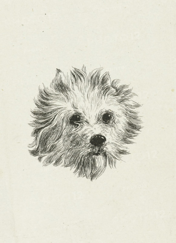 Head of dog, print, printmaker: Eduard Cuypers, Netherlands, 1869 - 1927, paper, chine collé, etching, etching on chine collé, height 116 mm x width 77 mm, dog, A hand-drawn ink sketch of a small fluffy dog head with shaggy fur radiating outward, dark round eyes, a black nose, and a slightly open mouth, centered on a pale textured background.