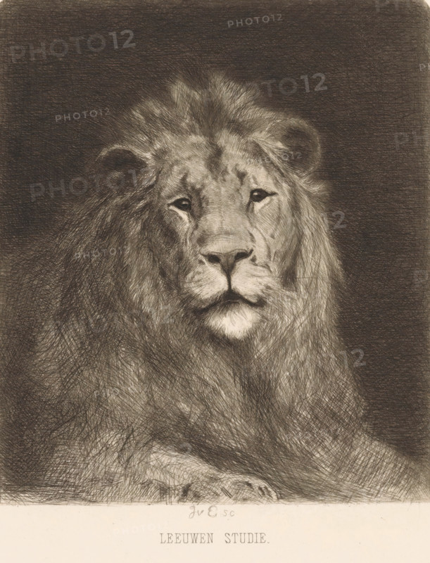 Head of a lion, print, printmaker: Jan van Essen (signed by artist), 1864 - 1936, paper, chine collé, etching, etching on chine collé, height 230 mm x width 174 mm, beasts of prey, predatory animals: lion (head of an animal), A detailed monochrome drawing of a large lion facing forward, showing its head and upper body with a full mane rendered in fine crosshatching. The lion's eyes are visible with a calm, steady gaze, and its nose, mouth, and whisker area are clearly defined. The mane surrounds the face with varied textures and shading, blending into a dark background. The lower portion of the image shows the lion's front paws and part of its chest with continued crosshatched fur detail. A blank border appears at the bottom separating the drawing from the edge.