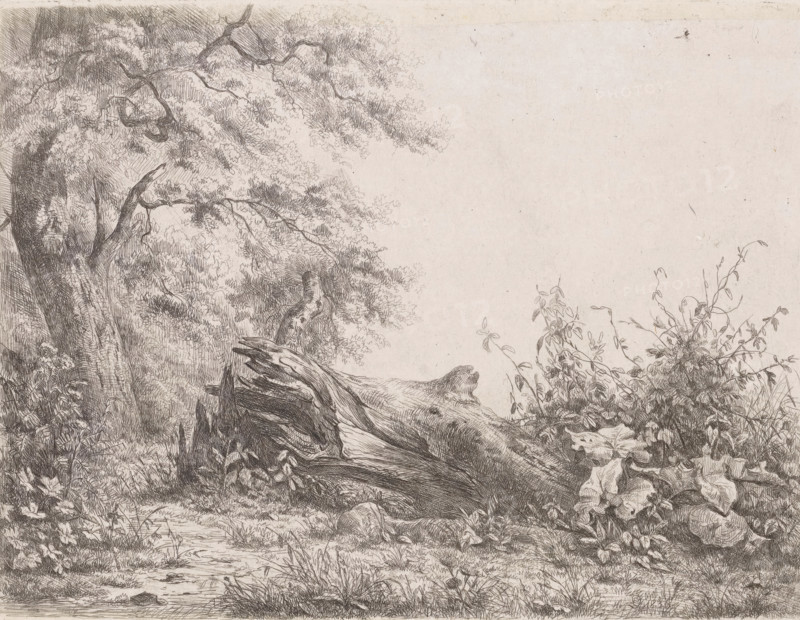 Fallened tree at the edge of the forest, Five etching proofs, print, printmaker: Pierre Louis Dubourcq, Netherlands, 1836, paper, chine collé, etching, etching on chine collé, height 173 mm x width 228 mm, trees, A detailed pen drawing of a natural scene showing a large, gnarled tree trunk lying across the ground with exposed roots and textured bark, surrounded by dense foliage and various leafy plants. To the left, a standing tree with twisting branches and a canopy of small, finely rendered leaves extends upward and outward, its branches overlapping the fallen trunk. The foreground features grasses, low plants, and a narrow, winding path or stream bed with scattered small stones. On the right, a cluster of shrubs and climbing vines with elongated leaves grows beside the fallen wood, their stems and leaves intricately hatched. The background above and behind the trees is mostly empty paper, providing a pale, neutral space contrasting with the densely sketched vegetation.