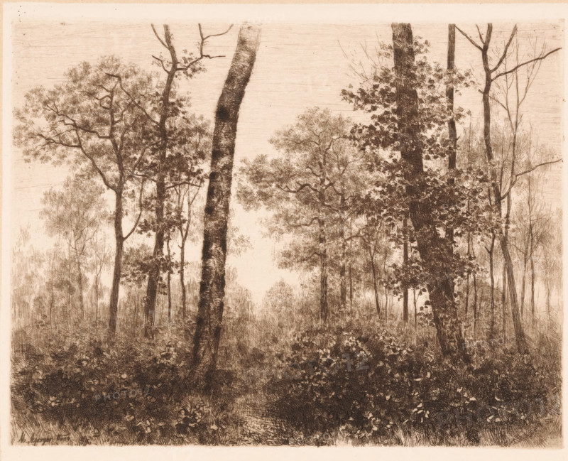Bos, print, inscription: 'From: 'Radierungen', Weimar 1889', printmaker: Max Asperger, Weimar, publisher: Weimarer Radierverein, 1889, Thuringia, paper, chine collé, etching, intaglio printmaking technique, height 188 mm x width 234 mm, forest, wood, A sepia-toned etching depicting a dense forest scene with tall, slender tree trunks rising from a textured undergrowth, some trunks straight and others leaning, surrounded by clusters of fine, delicate foliage and thin branches. The foreground shows thick ground cover with varied vegetation rendered in intricate crosshatching, while midground trees display more detailed bark texture and leaves in small, clustered shapes. In the background, paler, more distant trees and leafy canopies fade into a lightly shaded sky, creating depth through contrast and line density. The overall composition emphasizes vertical tree forms and a rich, detailed pattern of leaves and grasses.