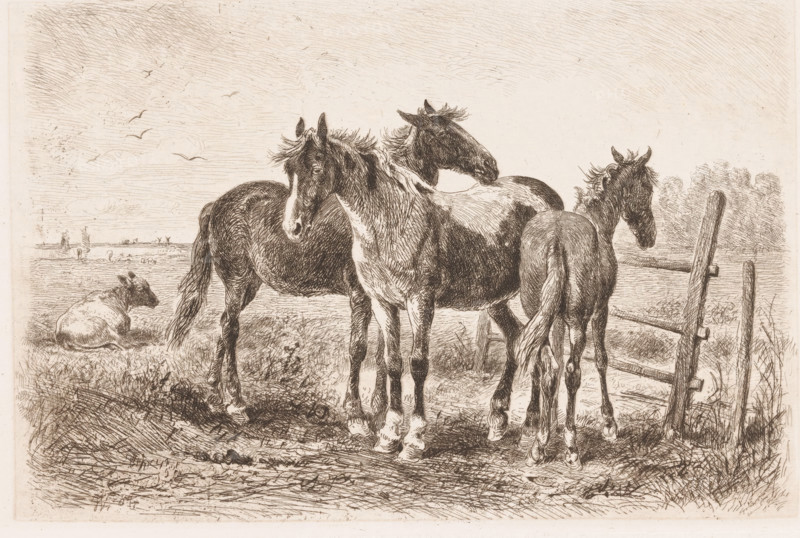 Three horses in a meadow, a cow in the background, print, printmaker: Albert Heinrich Brendel, Weimar, 1884, 1885, Thuringia, paper, chine collé, etching, intaglio printmaking technique, etching with plate tone in brown, on chine collé, height 197 mm x width 299 mm, Print is part of a group of prints published between 1880 and 1888 by the Gesellschaft für Radierkunst in Weimar., meadow, pasture, horse, cow, A monochrome etching shows a rural scene with three horses standing closely together near a wooden fence and a young horse turned to the side, their manes and tails depicted with fine, flowing lines; a cow lies on the grass nearby while distant fields, a few small figures, and birds in the sky appear on the horizon, and the foreground is textured with detailed grass and dirt strokes.