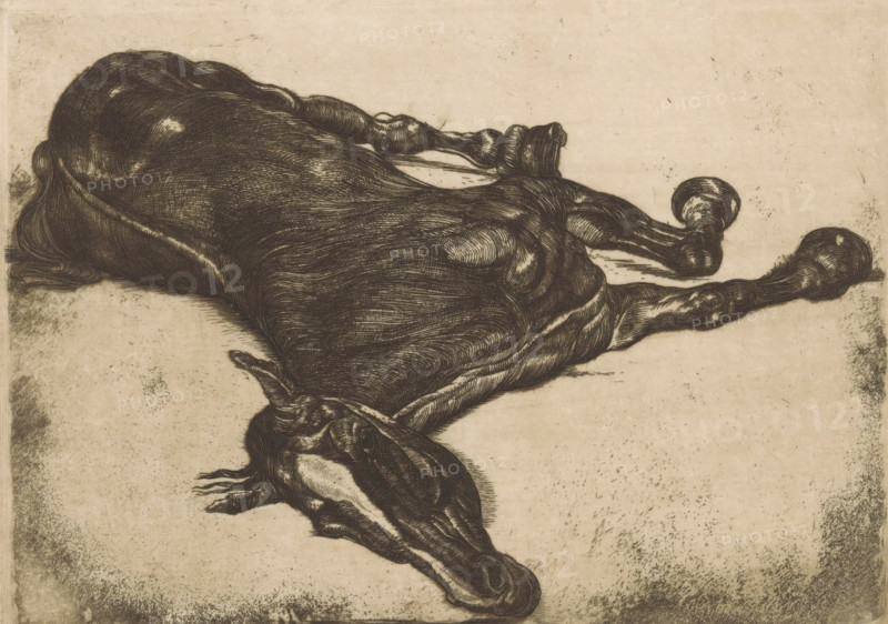 Dead horse, print, printmaker: Pieter Dupont, Paris, 1900, paper, etching, intaglio printmaking technique, height 133 mm x width 185 mm, This etching was created when Pieter Dupont was staying in Paris and making studies in an abattoir there., horses and kindred animals, A detailed monochrome engraving of a horse lying on its side with its head turned toward the viewer, showing a muscular body with flowing, textured lines that define the contours of the back, flank, and legs, a visible mane near the neck, and hooves curled upward, all set against a plain, slightly speckled background.