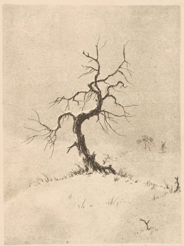 Lonely tree (original title on object), print, inscription: ''Grafico'', inscription: 'Graph - pro...', printmaker: Henri Verstijnen (signed by artist), 1892 - 1931, paper, etching, intaglio printmaking technique, height 201 mm x width 154 mm, trees, A monochrome drawing of a gnarled, leafless tree with a twisted trunk and many thin, angular branches standing on a gently sloping, sparsely grassy hill; the ground around the base shows tufts of grass and small exposed roots, and there are a few tiny, bare saplings or twigs scattered on the hillside, all set against a textured, lightly speckled background.