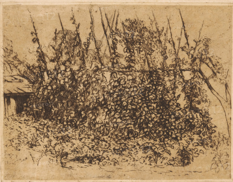 Bean stakes, print, The bean stakes are overgrown with bean plants. On the left a small shed., printmaker: Johannes Löhr, 1892 - 1928, paper, etching, intaglio printmaking technique, height 150 mm x width 197 mm, garden, shed, fruits: beans, A sepia-toned etching shows dense, tangled vegetation with tall, thin stalks rising from a mass of leafy clusters; the foliage is rendered with fine, dark hatch lines and scribbled textures against a lighter paper background, with an area of more open ground at the bottom that contains scattered small plants and marks, and a partial structure edge visible at the left partially obscured by the plants.