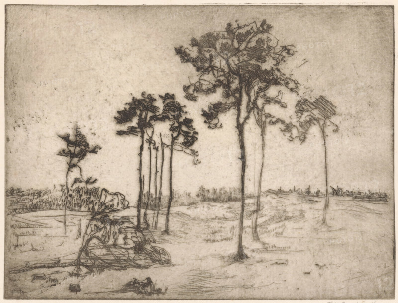 Trees, print, Trees in a rolling sandy landscape., printmaker: Frederika Henriëtte Broeksmit (signed by artist), 1885 - 1931, paper, etching, intaglio printmaking technique, etching with plate tone, proof print, height 150 mm x width 202 mm, sand (soil type), A sepia-toned etching shows a sparse landscape with several tall, thin trees rising from a grassy ground, their trunks rendered with fine vertical lines and their canopies sketched with short, crosshatched strokes; foreground areas contain low, irregular clumps of vegetation and rocky forms drawn with loose curving lines, while the midground features a small stand of slender trees and a winding, uneven terrain marked by faint horizontal and diagonal hatch marks; the sky occupies the upper portion of the image and is rendered as a textured, lightly shaded expanse with scattered speckles and soft tonal variations.