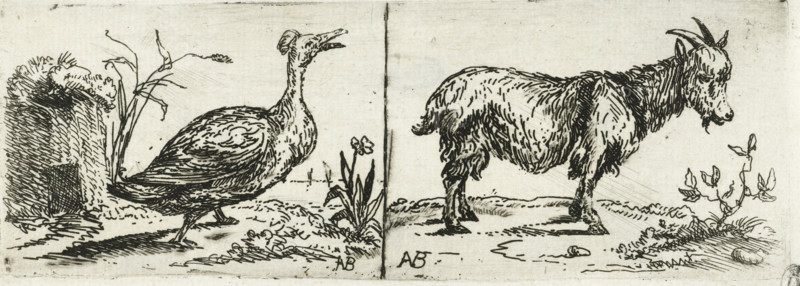 Tufted duck and billy goat, print, Left a tufted duck walking. Right a billy goat lengthwise., printmaker: Anthonie van Borssom, 1639 - 1677, paper, etching, width 152 mm x height 54 mm, water-birds: duck, he-goat, billy-goat, A black ink drawing on a pale background depicts two separate scenes divided by a vertical line. On the left, a plump bird with a long neck and short legs stands on a textured ground near a clump of tall grasses and a rough stone or mound, its feathers rendered with dense short strokes and its beak open. Small plants with elongated leaves rise beside the bird. On the right, a shaggy goat with curved horns and a beard stands facing slightly right on a similar textured ground, its fur shown with layered, flowing strokes; a small leafy plant grows nearby and scattered tufts of grass and uneven ground surround the animal. Both scenes include dark, crosshatched shading and small signature-like marks near the bottom.