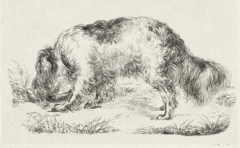 Drinking dog, print, printmaker: Guillaume Anne van der Brugghen, 1832, paper, chine collé, etching, etching on chine collé, height 80 mm x width 120mm, dog, A pen-and-ink drawing of a long-haired dog seen from the side with its head lowered into a shallow bowl, the dog’s fur rendered with dense, curly strokes that emphasize texture along its back, sides, and tail, while its legs and paws are sketched with finer lines; tufts of grass and small ground marks appear around the dog, and the background is a blank, lightly textured surface.