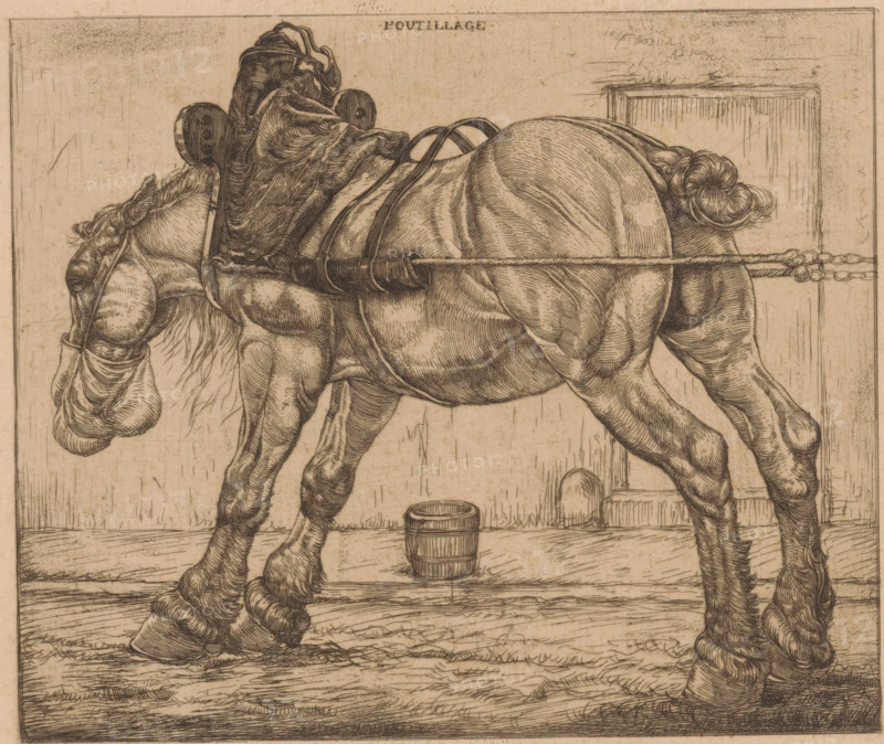 Draft horse with oat sack, L'Outillage (original series title on object), print, The horse is standing next to a sidewalk. On the sidewalk, a feed bucket., printmaker: Pieter Dupont (signed by artist), Paris, 1900, Pieter Dupont, printmaker, paper, etching, intaglio printmaking technique, height 150 mm x width 200 mm, horse, street, A detailed pen-and-ink drawing of a draft horse shown in profile, wearing a harness and bridle, with visible braided mane and tail, muscular legs, and hooves; a padded collar and straps cross its back and connect to traces that extend rearward to a horizontal bar; a small wooden bucket sits on the ground beneath the horse; the scene is framed by a simple rectangular border and shows plank-like floorboards and a vertical panel behind the horse; shading is achieved with fine cross-hatching and parallel lines.