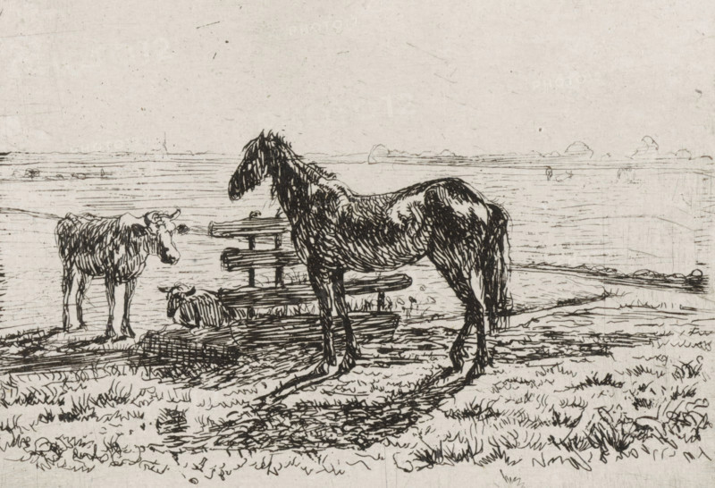 Meadow with a horse and two cows, print, A horse and a cow are standing by a fence in a meadow. A second cow is lying behind the fence., printmaker: Cornelis Albertus Johannes Schermer, The Hague, 1839 - 1915, paper, chine collé, etching, etching on chine collé, height 65 mm x width 80 mm, meadow, pasture, horse, cow, A sketch in dark ink on light paper shows a standing horse facing left with detailed shading on its body and mane, a smaller cow-like animal standing to the left also facing the horse, and a smaller reclining animal between them near a simple wooden fence made of horizontal planks. The ground beneath them is textured with short grass and rough lines, and horizontal lines in the background suggest a flat plain or distant horizon. The overall image is composed of fine, varied pen strokes and hatching.