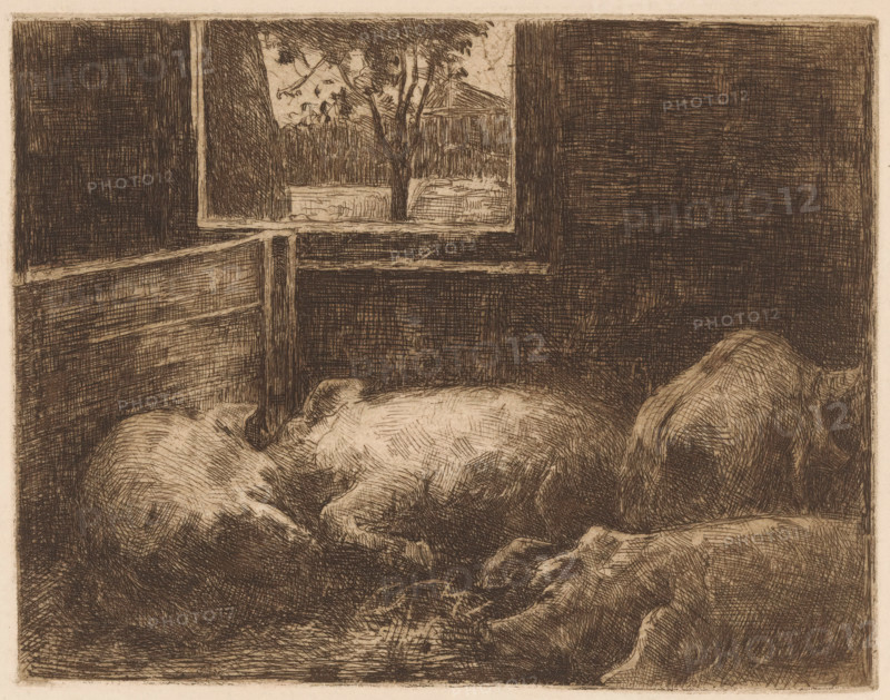 Pigs in a stable, print, printmaker: Eduard Karsen (signed by artist), 1870 - 1941, paper, etching, intaglio printmaking technique, height 190 mm x width 245 mm, pig, stall, stable, A monochrome etching showing a close interior view of an animal stall with textured wooden walls and a small open window revealing tree branches and distant foliage; two large animals lie resting on the floor in the foreground, their bodies rendered with dense crosshatching and curved lines, one showing a curled tail and the other a rounded back and head; the floor area beneath them is marked with scratchy strokes and shaded patches, while the window frame and wall panels display straight, hatched lines creating strong rectangular shapes against the organic forms of the animals.