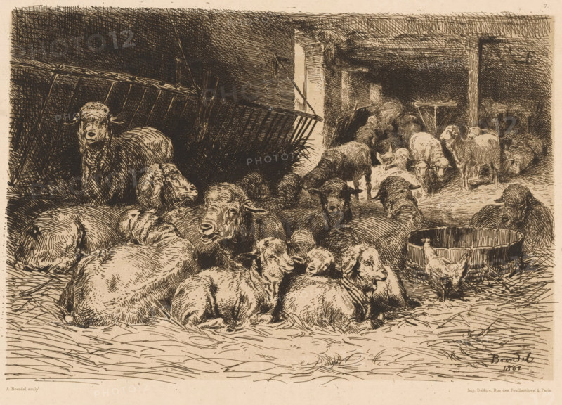 Interior of a sheepfold, Une bergerie, print, printmaker: Albert Heinrich Brendel, France, printer (person): Delâtre, Paris, publisher: Cadart & F. Chevalier, A., 1862, printer (person), paper, etching, intaglio printmaking technique, height 239 mm x width 319 mm, sheep, barn - AA - civic architecture: inside, A detailed monochrome illustration of a barn interior filled with many sheep resting and standing on straw, some clustered in the foreground lying close together while others stand or move toward the darker rear of the space, with a few lambs nestled among the adults; rough wooden beams and slatted structures form the barn walls and feeding racks, and a round wooden trough sits near one sheep with a small bird standing beside it; the scene is rendered with dense crosshatching and fine lines that convey texture in the animals' wool and the straw-covered floor.