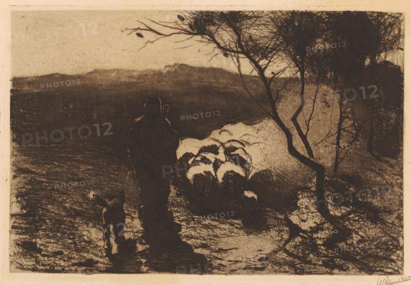 Shepherd with a dog behind his flock, print, The dog walks to the left of the shepherd., watermark:, signature: 'Willem Witsen', printmaker: Willem Witsen (signed by artist), printer (person): Joseph Bouwens, Brussels, 1888, printer (person), paper, etching, soft-ground etching, intaglio printmaking technique, height 200 mm x width 300 mm, herding, herdsman, herdswoman, shepherd, shepherdess, cowherd, dog, sheep, A dark-toned landscape scene shows a figure walking away from the viewer along a textured ground, accompanied by an animal at the figure's side and a group of rounded shapes ahead that appear lighter against the darker foreground; a tree with thin, twisting branches and a dense, scribbled canopy stands on the right edge, its trunk curving upward from the ground, while the distant background fades into a lighter, grainy sky and a low, horizontal landform on the horizon.