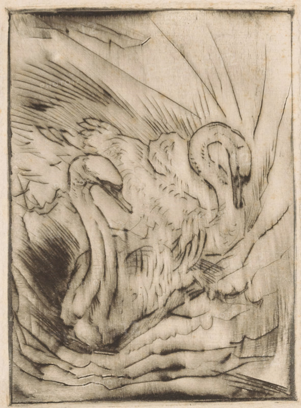 Two swans, print, printmaker: Willem van Konijnenburg, printer (person): Henri van der Stok, 1878 - 1943, printer (person), paper, drypoint, intaglio printmaking technique, height 179 mm x width 130 mm, water-birds: swan, A close-up monochrome drawing shows two birds with long curved necks and downturned heads nestled among ruffled feathers and overlapping wing shapes, rendered with soft shading and visible pencil or charcoal strokes that create texture and contour; sweeping lines form the wings and background, while darker, more defined strokes outline the birds’ beaks and eye areas, and faint smudging and cross-hatching give depth to the plumage and surrounding space.