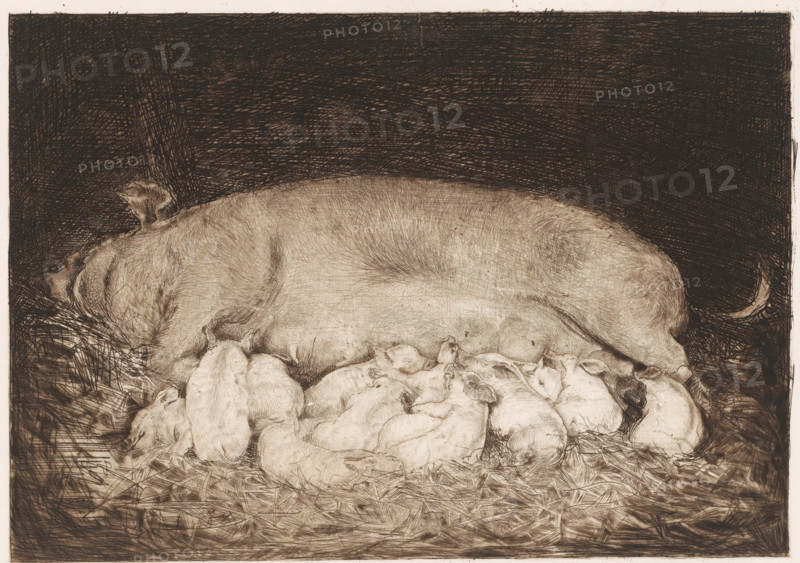 Sow with piglets, print, printmaker: Nicolaas van der Waay, 1865 - 1936, paper, etching, drypoint, intaglio printmaking technique, height 159 mm x width 201 mm, pig, piglet, suckling pig, A large adult pig lies curled on a bed of straw against a dark crosshatched background, its body rendered with fine, textured lines and a visible ear and curled tail; clustered around and beneath the pig are many small piglets nestled close together, their rounded bodies and tiny snouts overlapping as they rest on the straw.