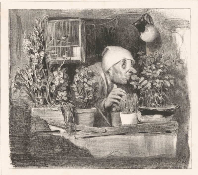 L'Odorat, Old man smells a rose on his balcony, Parisian types, Types Parisiens, cartoon, Series number, 38, 50, printmaker: Honoré Daumier, Paris, printer (person): Aubert & Cie., publisher: Bauger, 1843, Honoré Daumier, Aubert & Cie., Bauger, printmaker, printer (person), publisher, paper, lithography, lithografie, height 246 mm x width 325 mm, Print used for: La Caricature (2nd series) no. 38, July 21, 1839, and for: Le Charivari, January 18, 1843. This state was published in Le Charivari., balcony, caricatures (human types), potted plants, smell, smelling (one of the five senses), A charcoal or pencil drawing of an elderly person leaning forward behind a ledge filled with potted plants and flowers, wearing a simple head covering and a heavy coat, with a hand resting on a round object; to the left a tall arrangement of flowers and a birdcage with perches and a small bird inside; to the right a hanging vessel and more foliage arranged around shallow bowls on the ledge, all rendered w...