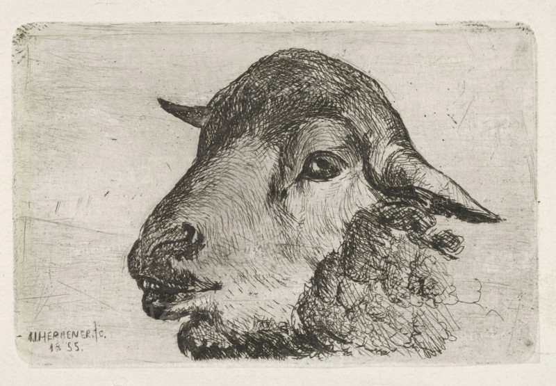 Sheep head, print, printmaker: Jan Heppener, The Hague, 1855, paper, chine collé, etching, etching on chine collé, height 51 mm x width 78 mm, sheep, A close-up etching of an animal head in profile occupying most of the frame, rendered with intricate cross-hatching and short engraved lines; the head shows a curved forehead, a prominent eye with dark shading around it, a rounded snout with textured nostrils and a slightly open mouth, a small pointed horn near the top of the head, and long, textured ears folding back. The lower part of the image shows a detailed, curly textured mane or wool along the jaw and neck, and the background is a plain, lightly scratched rectangular plate with a narrow border and subtle surface marks.