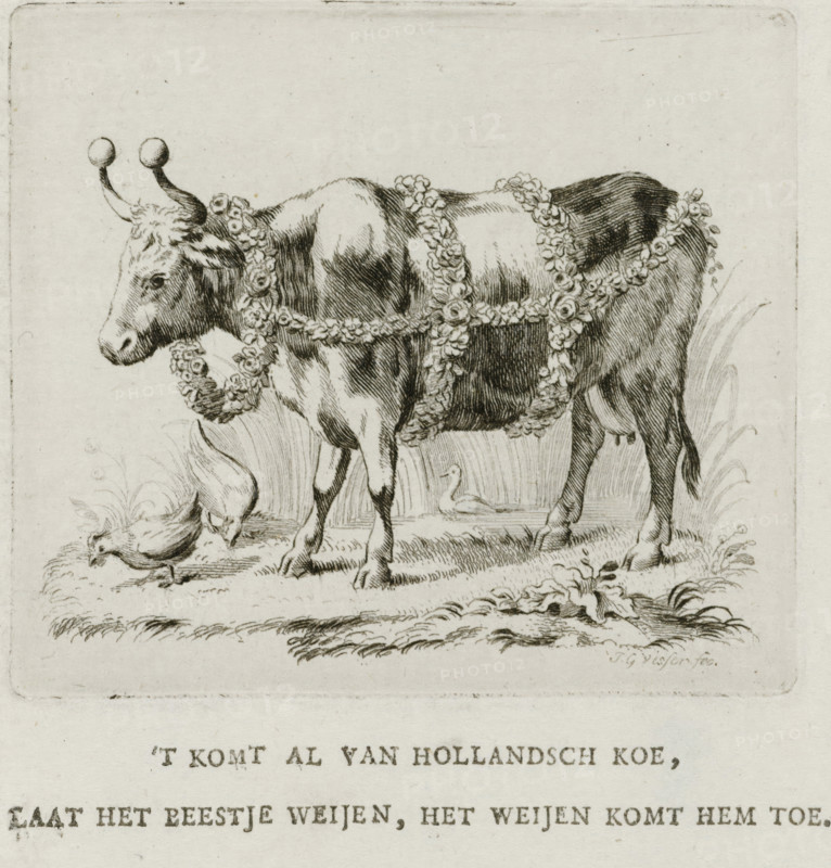 Dutch cow, 1787, print, book illustration, The Dutch cow, decorated as an Easter cow or guild ox with festoons, garlands, and balls on the horns. With a two-line caption., printmaker: Jan Gerritsz. Visser, Northern Netherlands, after design by Johannes le Francq van Berkhey (attributed to), Attributed to, paper, etching, engraving, letterpress printing, engraving and letterpress, height 96 mm x width 87 mm, Used as an illustration in: Johannes le Francq van Berkhey. The Political Dutch Cow Market. Or Conversation, between a spy, and a farmer. Slsn 1787., Person, prize-ox, Patriottentijd (1780-1795), Period, A detailed ink drawing of a cow standing on grass, shown in profile facing left and wearing garlands of flowers draped over its body and around its neck, with rounded tipped horns and textured fur shading; a bird pecks at the ground near the cow’s front legs and another water bird stands in the background among tall grassy plants, with decorative foliage and ground details beneath t...