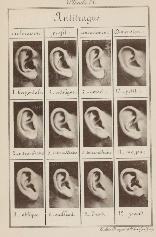 Antitragus, Twelve images of ears, arranged according to the shape of the antitragus, page, photomechanical print, number: '1., 12.', inscription: 'inclinaison : horizontal, intermédiaire, oblique., Dimension : petit, moyen, grand.', number: 'Planche 54.', photographer: Geoffray, Dugast & Felix, France, cliché maker: anonymous, c. 1880 - in or before 1893, paper, collotype, photoprint, height 243 mm x width 157 mm, ears, A vertical sheet divided into narrow columns and rows showing a grid of portrait-oriented photographs of ears, each photo depicting a side view of a single ear against a dark background, with light-toned skin and varied ear shapes and contours; the top has a decorative handwritten title area and the sheet is bordered by thin lines, with evenly spaced rectangular boxes containing the ear images arranged in columns, and a small signature-like handwritten note at the bottom right.