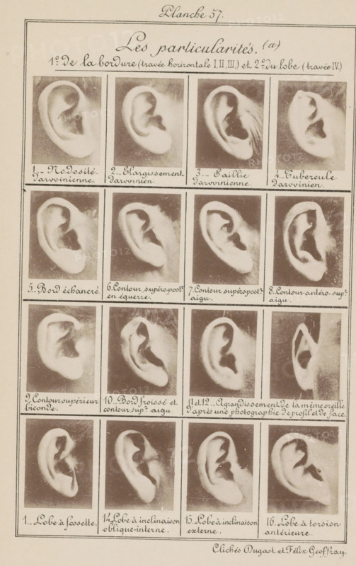 Sixteen images of ears, arranged by shape, Les particularités (a), page, photomechanical print, number: '1., 16.', number: 'Planche 57.', inscription: 'Nodosité. darvinienne., Lobe à torsion antérieure.', photographer: Geoffray, Dugast & Felix, France, cliché maker: anonymous, c. 1880 - in or before 1893, printer (person), paper, collotype, photoprint, height 243 mm x width 157 mm, ears, A vertical sheet showing a grid of sepia-toned photographic close-ups of human ears arranged in rows and columns, each ear pictured against a neutral background and framed by thin rectangular borders, with pale paper surrounding the images and decorative hand-drawn border lines near the edges of the sheet.