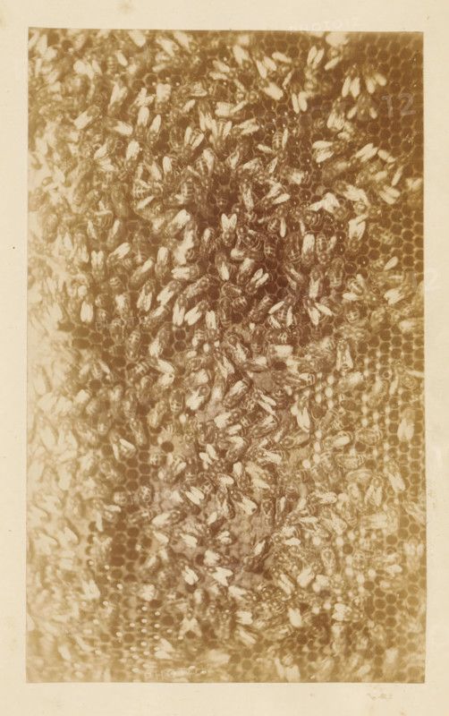Bees on a honeycomb, photograph, page, c. 1882 - in or before 1887, photographer, paper, albumen print, height 95 mm x width 155 mm, bee-hive, insects: bee, A close-up photograph of a honeycomb densely covered with bees, showing hexagonal cells partially visible beneath the cluster; the bees appear in various orientations with visible wings and striped abdomens, and the overall image has a sepia tone and a faded, aged appearance with a light border around the central rectangular area.