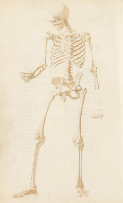Photo reproduction of a drawing, depicting a human skeleton, photograph, reproduction, page, after drawing by G. Jewitt, c. 1858 - in or before 1868, photographer, paper, salted paper print, height 213 mm x width 135 mm, (human) skeleton, A faded sepia-toned anatomical drawing of a human skeleton shown standing, with a skull tilted slightly to one side, an open jaw, a visible ribcage with individual ribs and a sternum, a detailed spine and pelvis, long arm bones with one hand partially clenched and the other hand outlined and lightly sketched, and long leg bones ending in feet with visible toe bones; the illustration is rendered on an aged, cream-colored background with subtle paper texture.