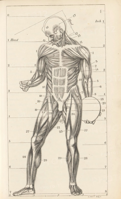 Photo reproduction of a drawing, depicting a muscle model of the human body, photograph, reproduction, page, after drawing by G. Jewitt, c. 1858 - in or before 1868, photographer, paper, salted paper print, height 213 mm x width 135 mm, anatomical model of the muscles, muscle-man, 'écorché', A tall monochrome anatomical illustration of a standing human figure shown from head to feet with skin removed to reveal musculature, drawn in fine pen lines and shading; the head is slightly bowed and turned to the side showing facial muscles and ear detail, the neck and shoulders display layered muscle fibers, the chest and abdomen show pectoral and rectus muscles with vertical striations, the arms are extended with one hand holding a circular object and the other hand slightly cupped, forearm muscles and tendons are rendered in detail, the pelvis and upper thighs show surrounding muscles and groin structures, the legs exhibit long shaded muscle groups down to detailed feet with visible toes, the...