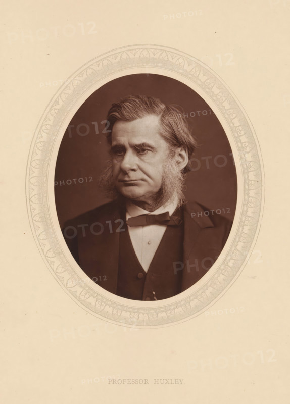 Professor Huxley, page, photomechanical print, photographer: Lock & Whitfield, cliché maker: anonymous, c. 1875 - in or before 1880, paper, Woodburytype, Woodbury Process, height 115 mm x width 89 mm, Person, Thomas Henry Huxley, professor, historical persons (portraits and scenes from the life) ((full) bust portrait), A sepia-toned oval portrait of a middle-aged man with swept-back hair and pronounced sideburns, wearing a dark suit jacket, waistcoat, white shirt, and a bow tie, set within a decorative oval border on a pale background.