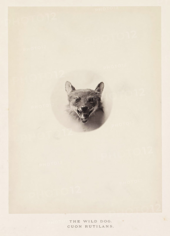 The wild dog, photograph, page, photographer: Arthur Lucas, London, c. 1859 - in or before 1869, paper, albumen print, height 197 mm x width 145 mm, beasts of prey, predatory animals, A pale, rectangular sheet with a central circular vignette showing a mounted animal head with fur, upright ears, and an open mouth revealing teeth, positioned near the upper half of the sheet and surrounded by wide empty space.