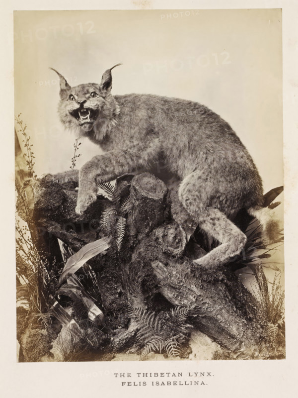 The Thibetan Lynx, photograph, page, photographer: Arthur Lucas, London, c. 1859 - in or before 1869, paper, albumen print, height 199 mm x width 152 mm, beasts of prey, predatory animals: lynx, A mounted lynx with tufted ears and an open mouth showing teeth is posed on a textured rock base surrounded by ferns and various leaves, the animal's fur appearing dense and mottled and its front paw resting on the rock while its body curves toward the rear, all set against a plain light background with a narrow border around the scene.