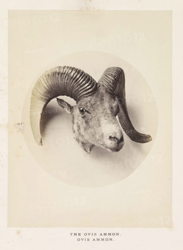 The ovis ammon, photograph, page, photographer: Arthur Lucas, London, c. 1859 - in or before 1869, paper, albumen print, height 201 mm x width 152 mm, sheep, A monochrome photograph of an animal head mounted on a circular background, showing a caprine face with large curved ridged horns extending outward and curling down, textured fur on the forehead and muzzle, visible ears tucked behind the horns, glossy eyes facing forward, and subtle shading around the neck where it meets the circular backdrop.