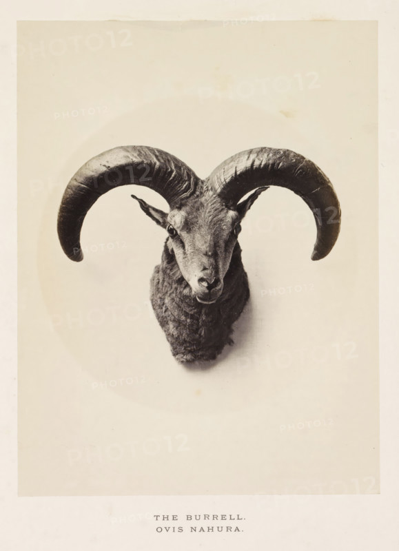 The burrell, photograph, page, photographer: Arthur Lucas, London, c. 1859 - in or before 1869, paper, albumen print, height 200 mm x width 152 mm, sheep, A monochrome photograph of a mounted ram head centered on a pale background, showing a front-facing view with large curved horns extending outward and downward, textured fur on the face and neck, prominent eyes and ears, and a visible nose and mouth, with a faint circular shadow behind the head and a wide pale margin surrounding the image.
