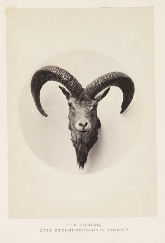 The earial, photograph, page, photographer: Arthur Lucas, London, c. 1859 - in or before 1869, paper, albumen print, height 196 mm x width 140 mm, sheep, A monochrome photograph of a mounted wild sheep head with large, curved ridged horns that sweep outward and downward, centered within a faint circular backdrop, showing the animal's face from front including its eyes, nose, small ears, and a long beard of coarse hair, all set against a plain light background with a narrow border around the image.