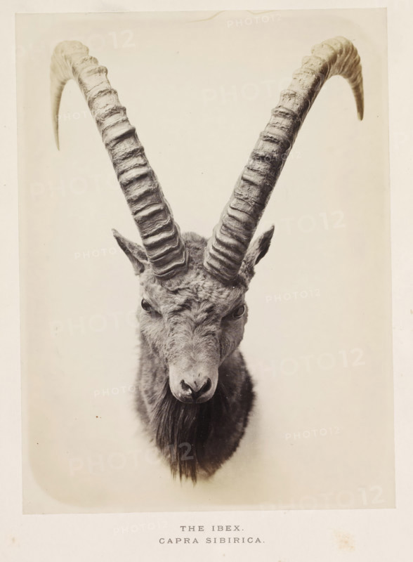 The ibex, photograph, page, photographer: Arthur Lucas, London, c. 1859 - in or before 1869, paper, albumen print, height 205 mm x width 152 mm, hoofed animals: ibex, A close frontal view of an ibex head mounted on a pale background, showing long curved ridged horns extending upward and outward, textured fur on the forehead and around the cheeks, pointed ears set back on the head, dark eyes facing forward, a prominent nose and mouth, and a tuft of longer hair hanging below the chin.