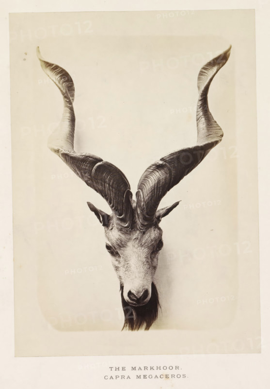 The markhoor, photograph, page, photographer: Arthur Lucas, London, c. 1859 - in or before 1869, paper, albumen print, height 204 mm x width 146 mm, goat, A sepia-toned photograph showing the upper portion of a horned goat-like animal facing forward, with a narrow face, pointed ears, and a long dark beard; its large spiraled horns curve upward and outward with textured ridges visible along their length, set against a plain light background and framed by a pale border.
