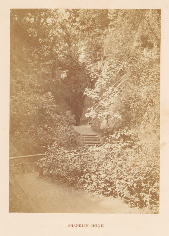 Shanklin Chine, photograph, page, photographer: William Russell Sedgfield, Shanklin, c. 1859 - in or before 1869, Isle of Wight, paper, albumen print, height 139 mm x width 102 mm, road, path, A faded sepia photograph showing a narrow wooded path bordered by dense foliage and trees, with a set of worn steps leading upward into a darker, rock-lined ravine, small wooden railings visible along the path and near the top of the steps, and layers of leaves and undergrowth filling the foreground and slopes.