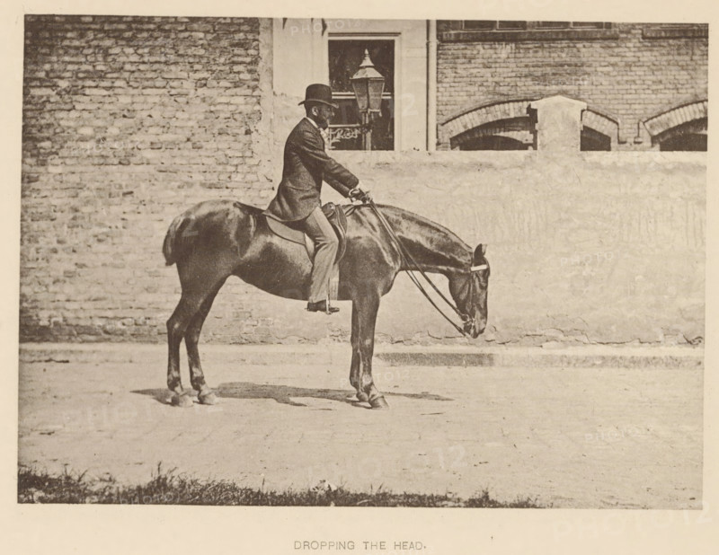 Man on a horse using the reins to lower the horse's head, Dropping the head, page, photomechanical print, photographer: Alexander Nicol (possibly), Edinburgh (possibly), cliché maker: Römmler & Jonas, Dresden, printer (person): Römmler & Jonas, c. 1879 - in or before 1889, Alexander Nicol, Römmler & Jonas, photographer, Edinburgh, paper, collotype, photogravure, height 97 mm x width 137 mm, horse, riding a horse, ass, or mule, rider, horseman, head-gear: bowler hat, A sepia-toned photograph shows a man wearing a dark suit jacket and a bowler hat seated upright on a dark horse that has its head lowered toward the ground; the man holds the reins and sits in a saddle with his feet in stirrups, while the horse stands on a paved surface casting a faint shadow; behind them is a textured brick wall with a lighter plastered section and window openings, and a lantern visible through one window.