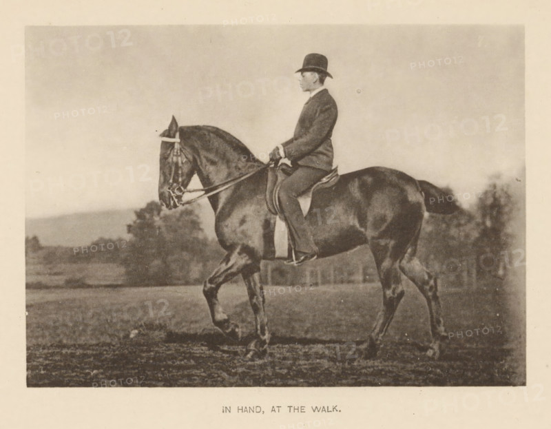 Man on a horse, In hand, at the walk, page, photomechanical print, cliché maker: Römmler & Jonas, Dresden, c. 1879 - in or before 1889, photographer, paper, collotype, photoprint, height 93 mm x width 129 mm, horse, riding a horse, ass, or mule, rider, horseman, head-gear: bowler hat, A sepia-toned photograph showing a person in formal riding attire seated upright on a dark horse, the rider wearing a bowler-style hat and holding the reins, the horse shown in profile with bridle and saddle visible and one foreleg raised as if in motion, a grassy field and distant trees in the background, and a light border surrounding the image.