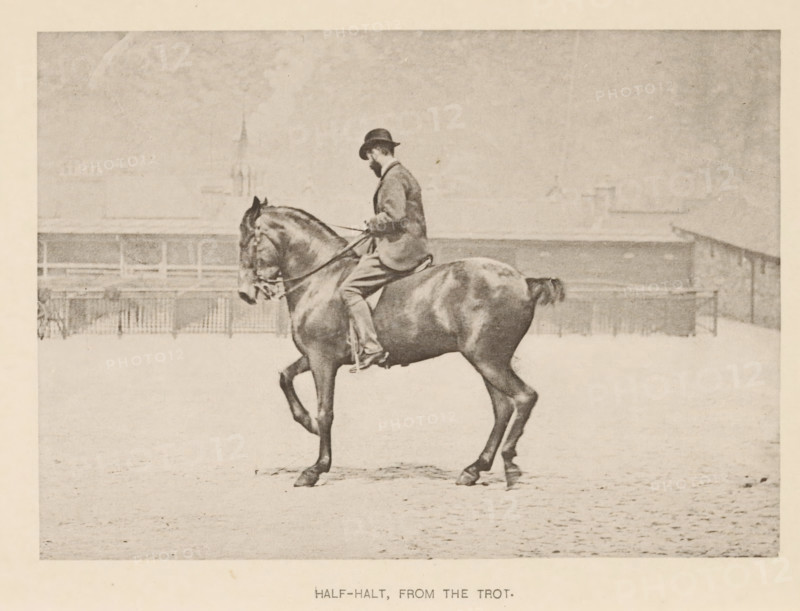 Man on a horse with one front leg up, Half-halt, from the trot, page, photomechanical print, photographer: Alexander Nicol (possibly), Edinburgh (possibly), cliché maker: Römmler & Jonas, Dresden, c. 1879 - in or before 1889, paper, collotype, photoprint, height 97 mm x width 137 mm, horse, riding a horse, ass, or mule, rider, horseman, head-gear: bowler hat, A sepia-toned photograph of a man seated astride a horse in an open area with a fence and indistinct buildings in the background; the man wears a hat and a jacket and holds the reins while the horse lifts a front leg and shows visible muscle definition and a short tail.